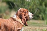 BASSET HOUND 212